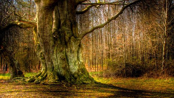 درخت کهنسال دانمارکی به عنوان قدیمی ترین موجود زنده در دنیا